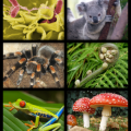 Biology_organism_collage