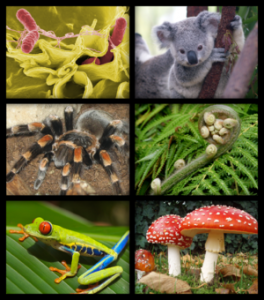 Biology_organism_collage